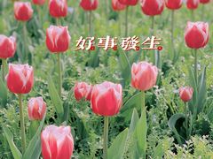 -花博汇(知音花月夜)