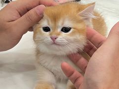 -袖虎·猫馆(体育西路店)