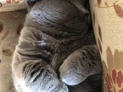 -瑞派·关忠动物医院·异宠专科·犬猫肿瘤·皮肤专科(望京店)