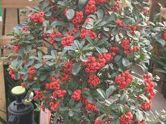-中环花鸟鱼虫市场