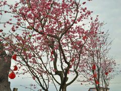 -绵阳盛世樱花悠乐谷