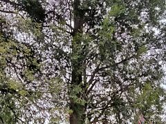 -梅岭神龙潭