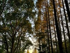 -同里国家湿地公园