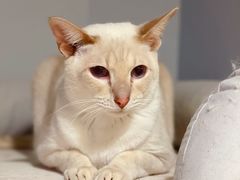 -Cappucimeow猫咪咖啡馆(韦伯时代店)