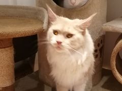 -猫色咖啡·猫咖
