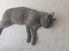 -A猫a狗全科·犬猫异宠·芥西宠物医院(南开总院)