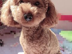 -喜多萌中农锦绣动物医院24H·猫科·牙科MRI·CT