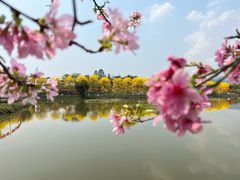 -天适樱花悠乐园