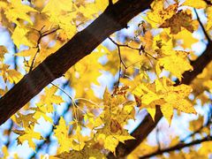 -长白岛森林公园