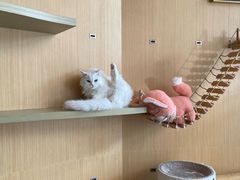 -飞行喵MR PILOT|猫舍·猫咖(静安大融城店)
