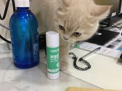 -芭比堂动物医院·24小时·眼科中心(深圳中心)
