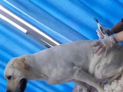 -宠颐生宠物医院·犬猫全科·皮肤科(商业街店)