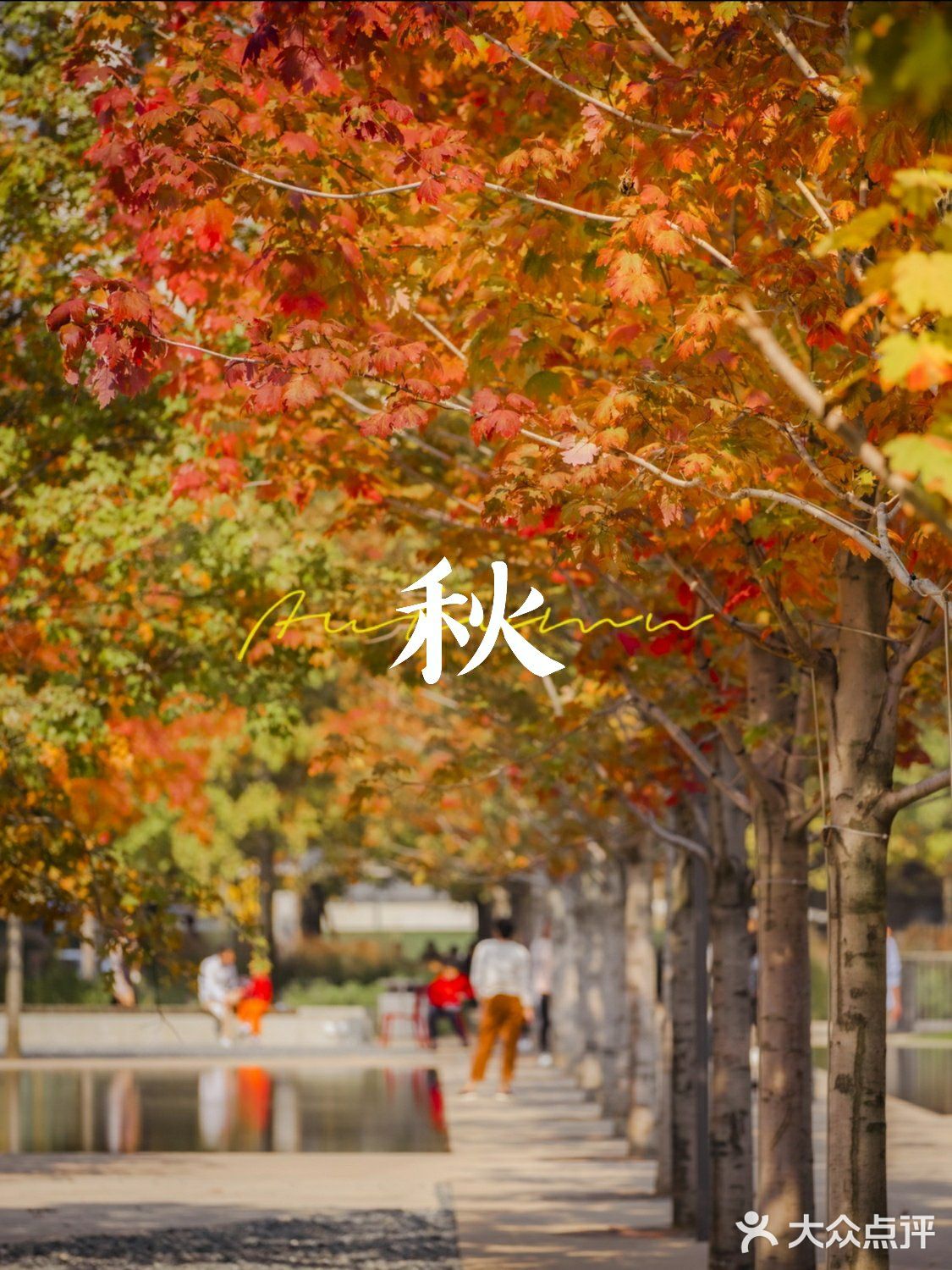 杭州的秋日‖天目里的最美红枫