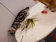 -三花喵·撸猫购宠·宠物生活馆(虹桥南丰城店)