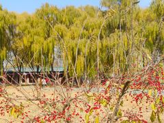 -野鸭湖国家湿地公园