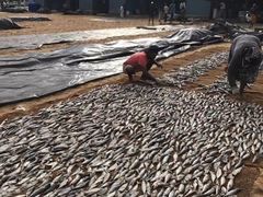 -尼甘布海鲜市场