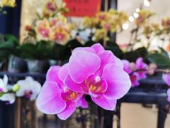 -溪岸路花鸟市场