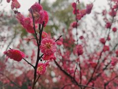 -无锡梅园公园