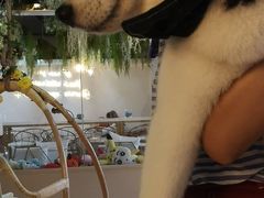 -Husky Go! 哈士奇体验馆·宠物咖啡厅狗咖