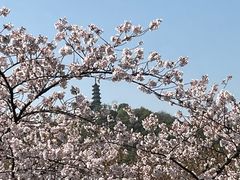 -苏州上方山国家森林公园