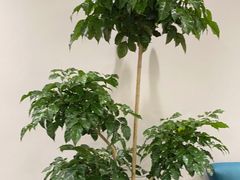 -W·24H茶楼·棋牌·掼蛋(望京店)