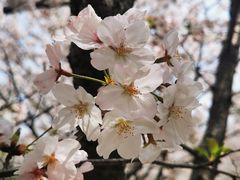 -高东镇樱花园