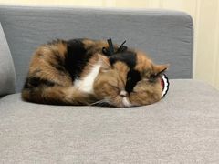 -宠爱国际动物医院· 猫科· 外科·中兽医(长白店)