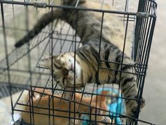 -标记烧鹅(美林湖店)