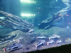 -华夏文旅海洋公园