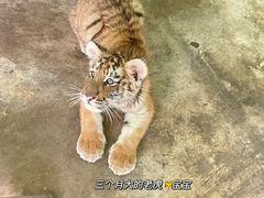 -西安秦岭野生动物园
