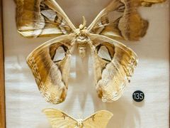 -Behring World of Animals(上海自然博物馆店)