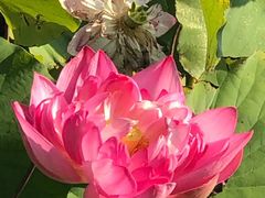 -中家鑫园温泉酒店鑫悦汤泉