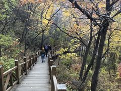 -大岭沟猕猴桃谷风景区