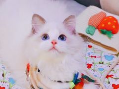 -70cat德文卷毛猫·缅因猫纯种猫舍