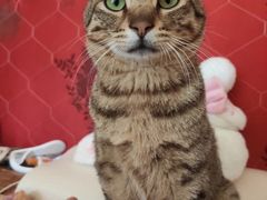 -客栈猫舍(中央北路店)