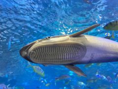 -太平洋海底世界