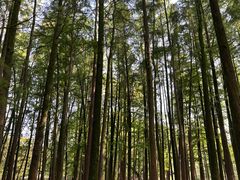 -上海共青森林公园