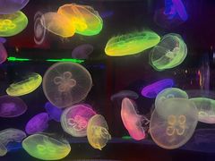 -太平洋海底世界