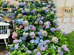 -上海鲜花港