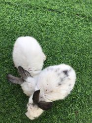 -萌宠亲子动物乐园(槐房万达店)