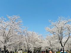 -顾村公园