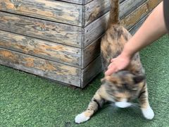 -Sirena海妖日咖夜酒