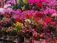 -花鸟鱼虫鲜花绿植市场(玉泉路店)