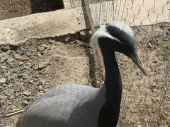 -新疆天山野生动物园