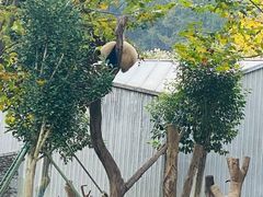 -卧龙中华大熊猫苑神树坪基地