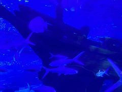 -江和美海洋公园