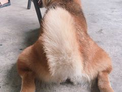 -柴犬高等学院·狗咖·柴犬售卖·宠物训练