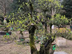-龙架山森林公园