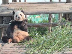 -西霞口神雕山野生动物世界