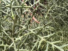 -南山植物园